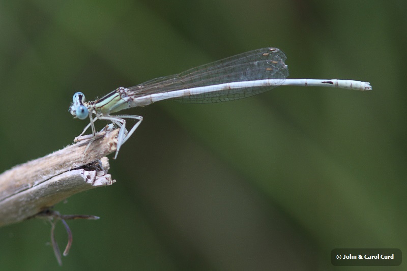 J01_3809 Platycnemis latipes.JPG